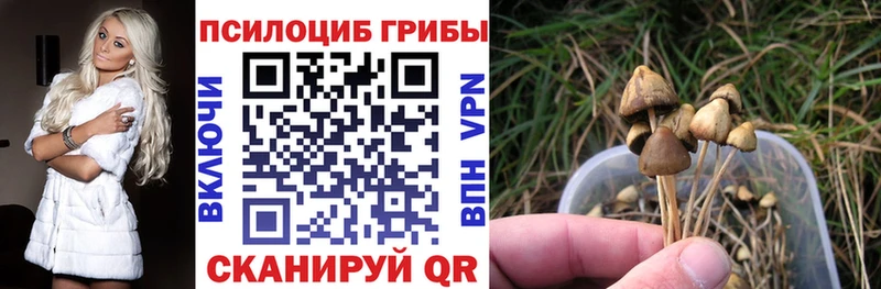 Псилоцибиновые грибы мицелий Красный Холм